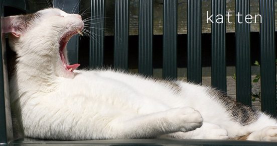katten